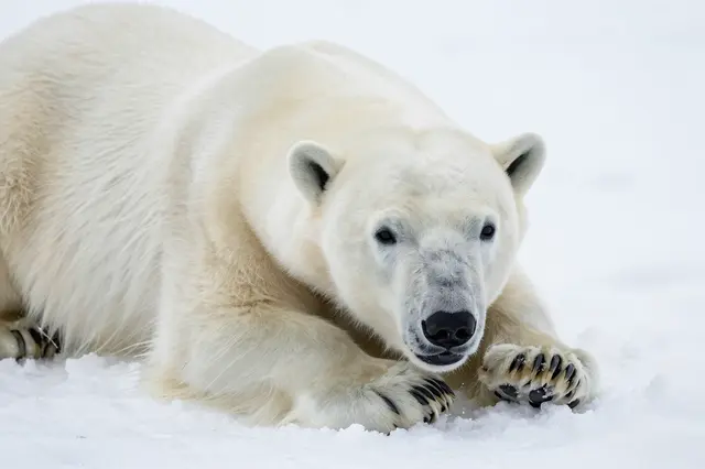 A polar bear lies relaxed on bright white arctic snow, looking directly at the viewer