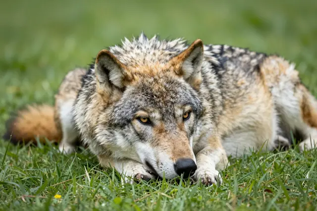 A gray and brown wolf lies relaxed in green grass with its head resting on its front paws.