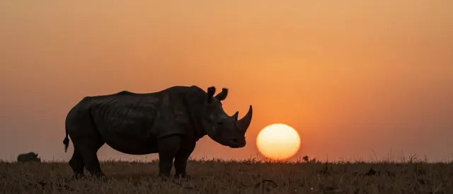 Silhouette of a rhinoceros standing on grassland next to a large orange setting sun