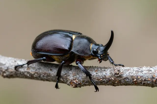 A close-up of a glossy rhinoceros beetle perched on a textured thin branch against a soft blurred background