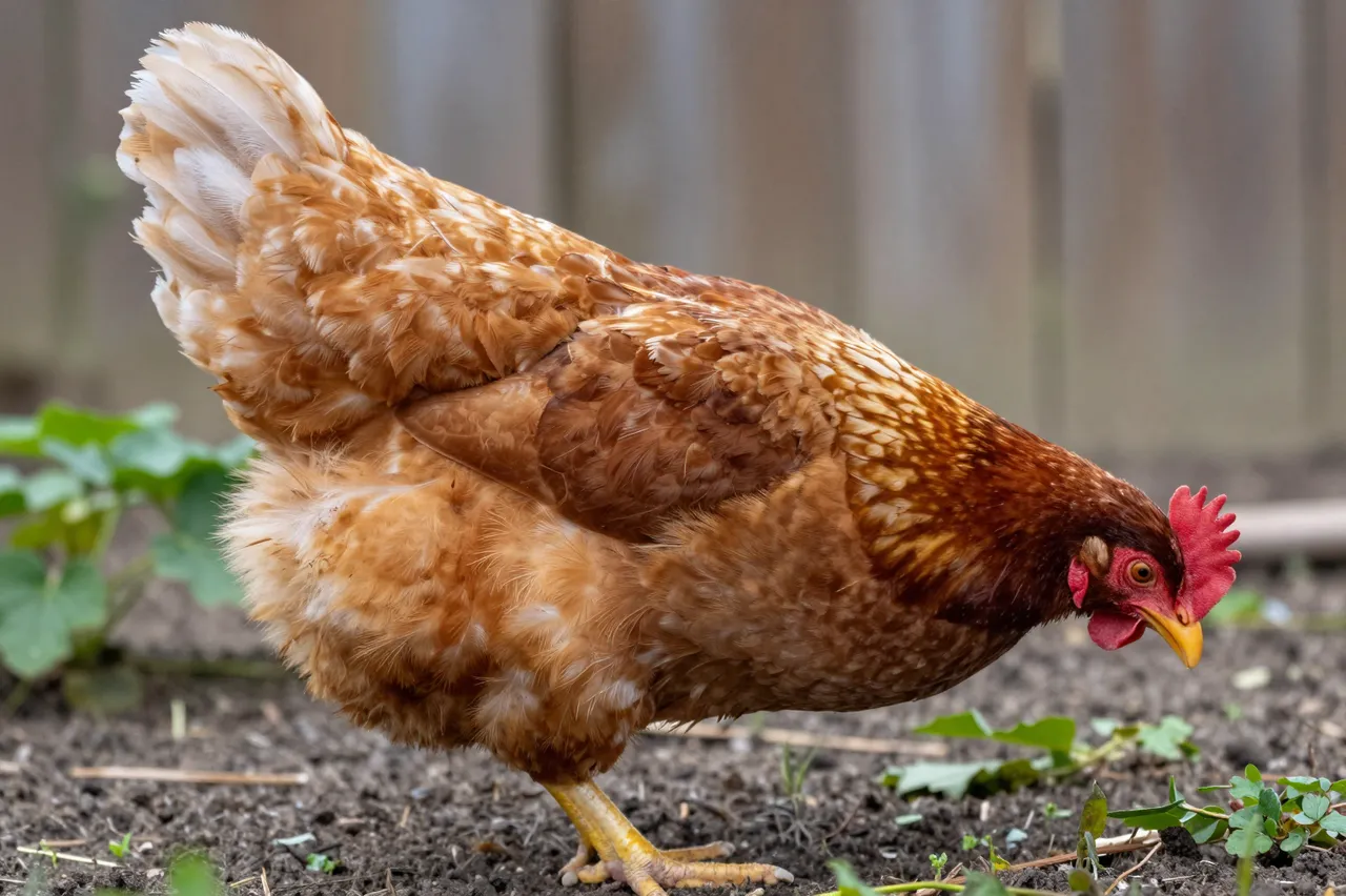 A brown and red hen pecks at soil in a backyard garden beside blurred fence panels