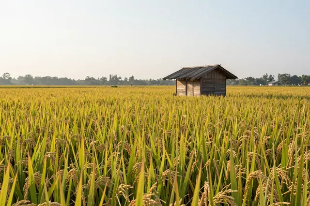 A small weathered wooden hut sits in a vast golden rice field under hazy sunrise skies