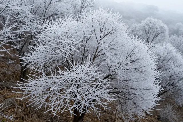 Thick crystalline rime ice coats every twig of trees standing on a foggy winter hillside