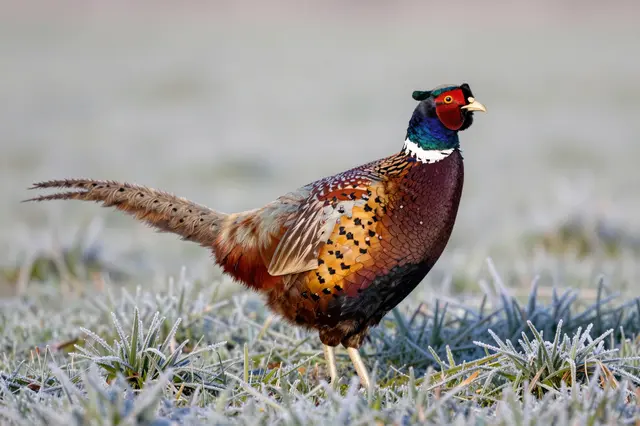A male ring-necked pheasant stands alert on frost-covered grass in an open field.