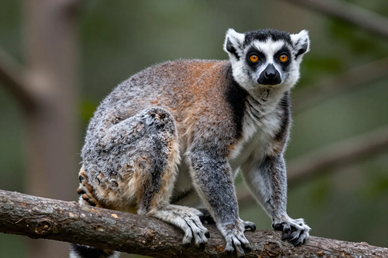 A ring-tailed lemur perches on a thick tree branch, staring directly at the camera with bright orange eyes.