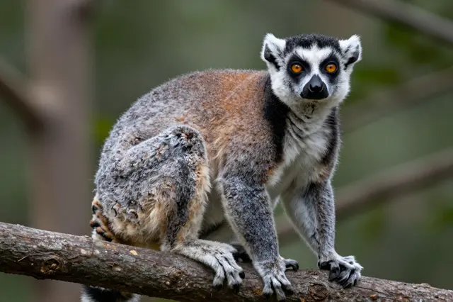 A ring-tailed lemur perches on a thick tree branch, staring directly at the camera with bright orange eyes.