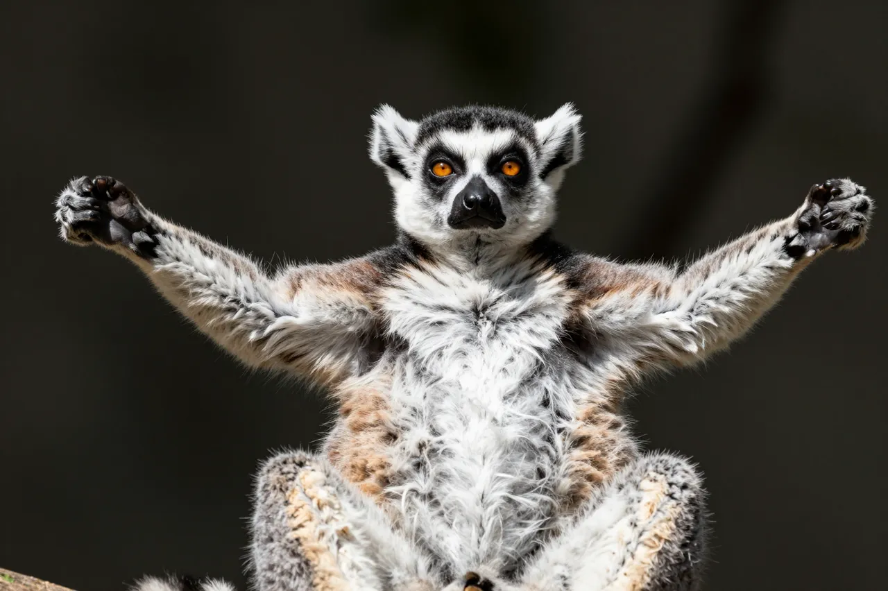 A ring-tailed lemur sits upright with both arms outstretched sunning itself against a dark blurred background
