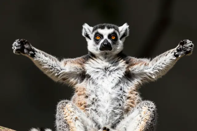 A ring-tailed lemur sits upright with both arms outstretched sunning itself against a dark blurred background