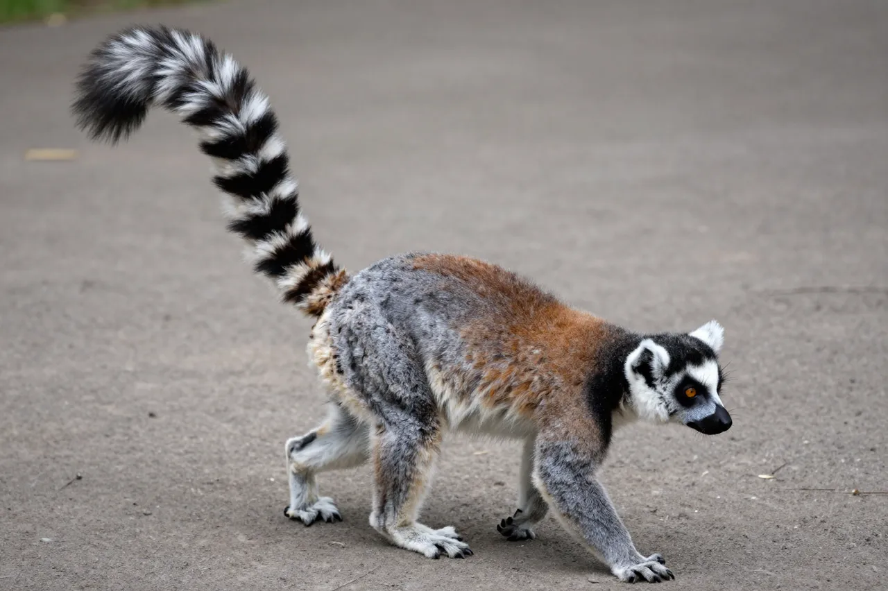 A ring-tailed lemur walks on paved ground with its banded tail raised high.
