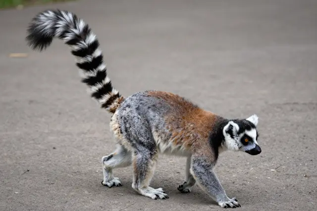 A ring-tailed lemur walks on paved ground with its banded tail raised high.