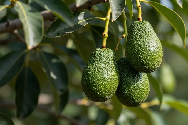 Ripe textured green avocados hang from a tree branch amid leaves and dappled sunlight