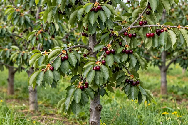 A cherry tree heavy with dark red ripe fruit stands in a sunlit summer orchard with grass below