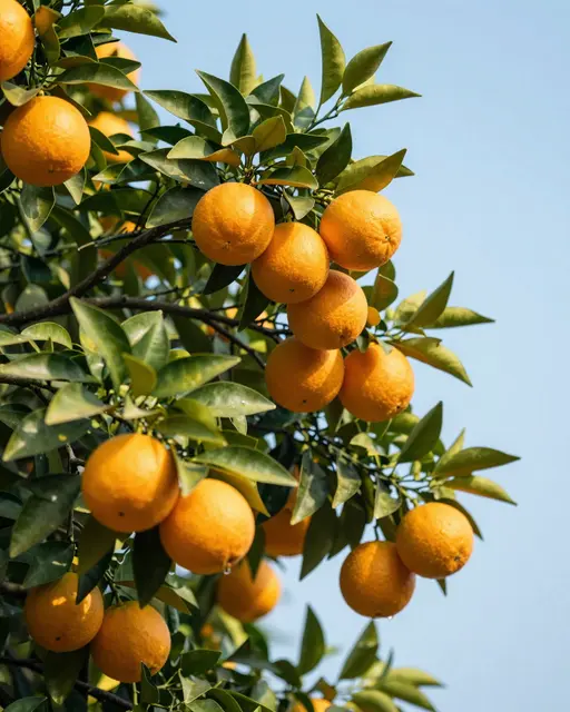 Orange tree branch heavy with ripe oranges and glossy green leaves against clear blue sky