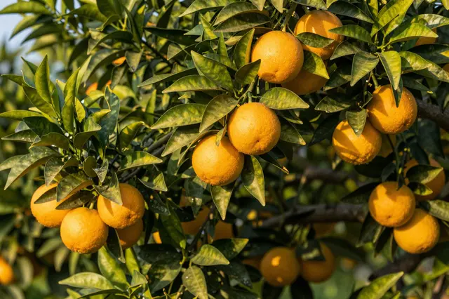 Clusters of ripe orange fruit hang among glossy green citrus leaves in warm golden hour light