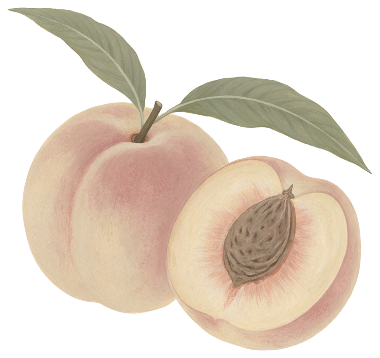 Gouache illustration of one whole peach and one halved peach with leaves and visible pit