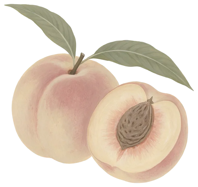 Gouache illustration of one whole peach and one halved peach with leaves and visible pit
