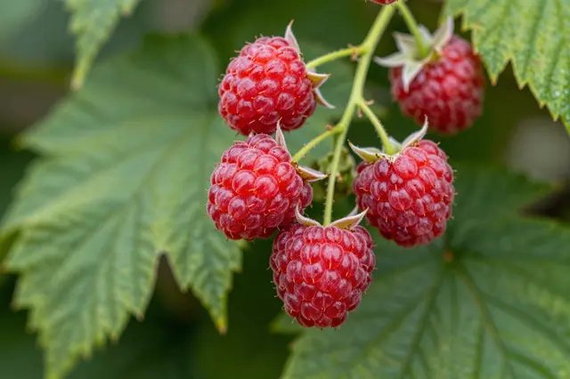 Close-up of bright red ripe raspberries attached to a raspberry cane with green serrated leaves