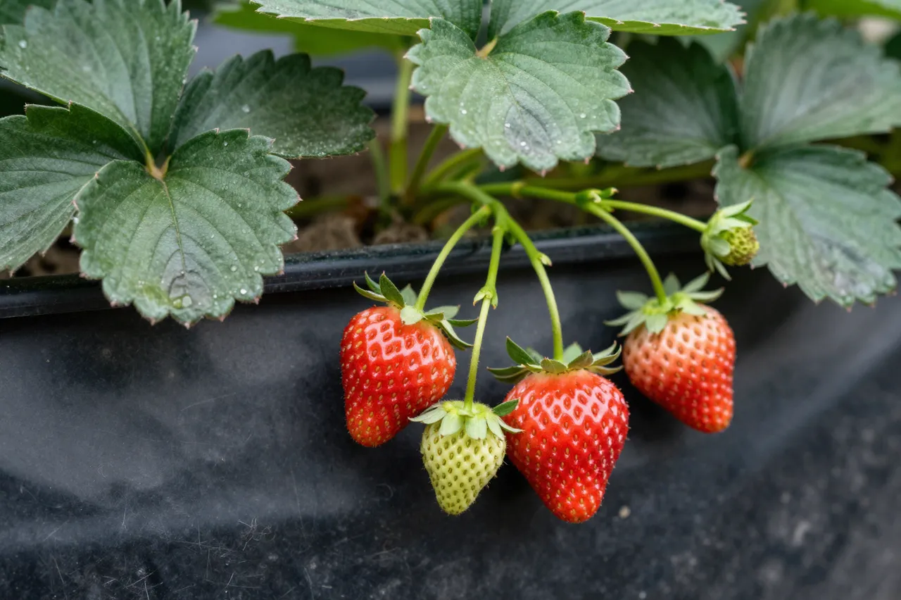 Close-up of ripening strawberries hanging from a potted strawberry plant with dewy green leaves