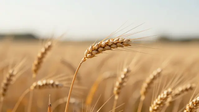 A sharp ripe wheat ear stands in focus against a blurred golden wheat field under soft warm evening light