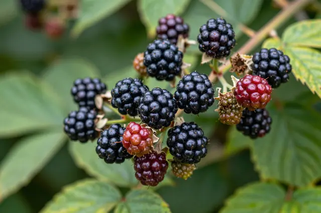 Close-up of clusters of ripe and ripening blackberries growing on a leafy bramble bush.