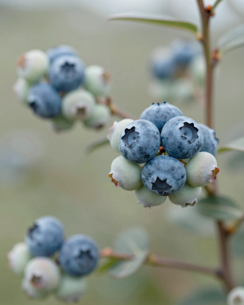 Close-up of ripe and unripe blueberry clusters with pale powdery bloom on a bush in soft light
