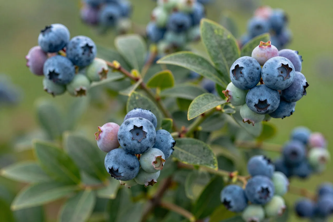 Close-up of blueberry bush clusters showing ripe blue, partially ripe pink, and unripe green berries with green leaves