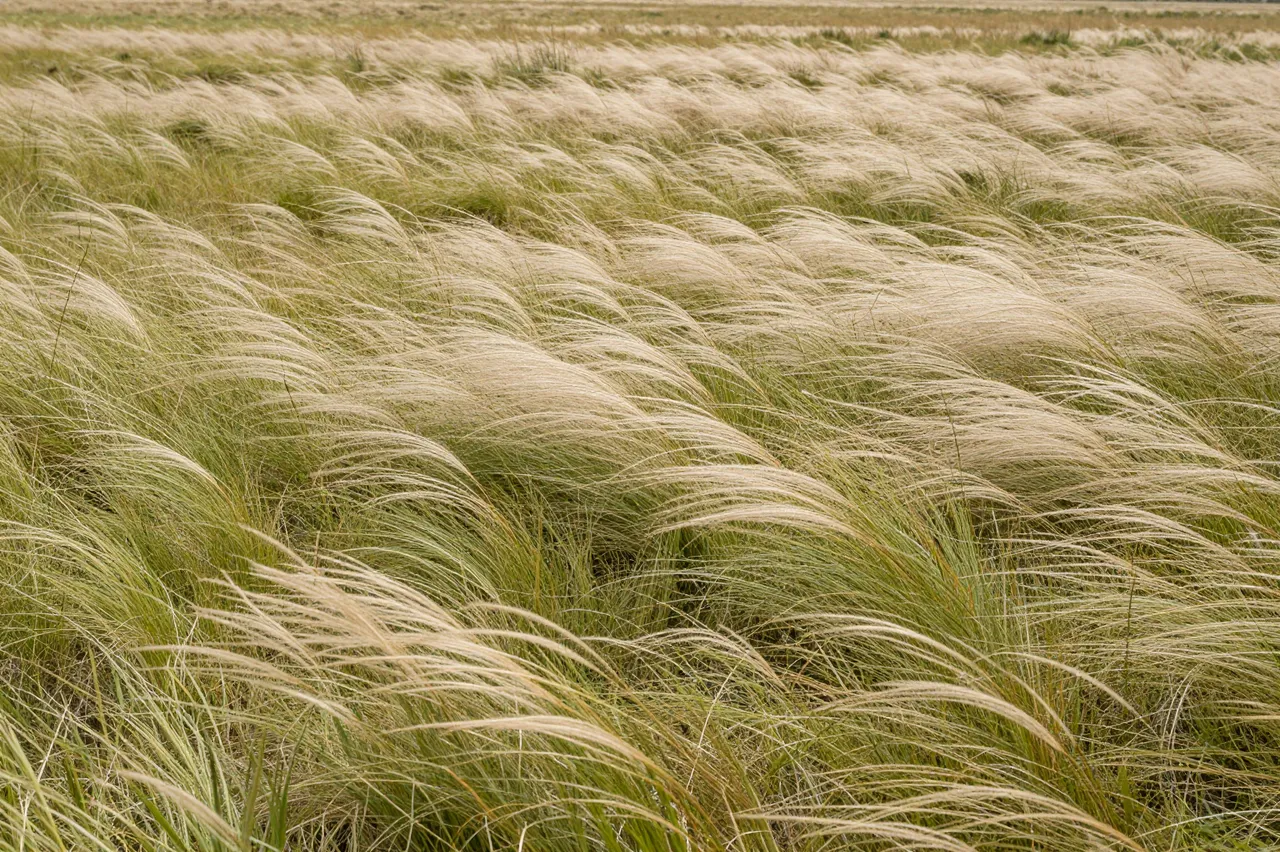 Dense feather grass ripples uniformly in wind across a wide open steppe landscape