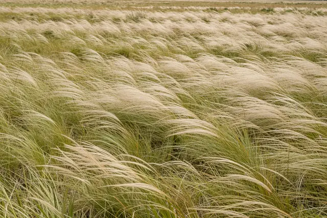 Dense feather grass ripples uniformly in wind across a wide open steppe landscape