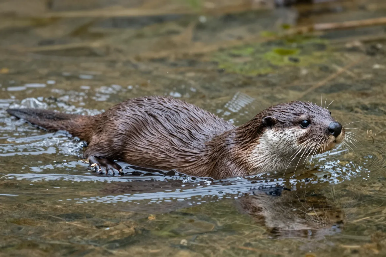 A wet brown and white river otter swims through shallow clear stream water