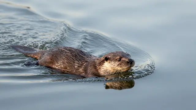 A river otter swims with its head above calm water, leaving a V-shaped wake behind it.
