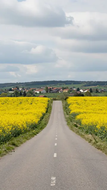 A straight rural road runs between bright yellow canola fields toward a distant hilltop village under cloudy spring skies.
