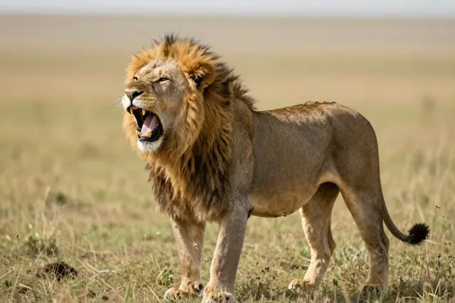 A large maned male lion stands roaring on open grassy savanna plains
