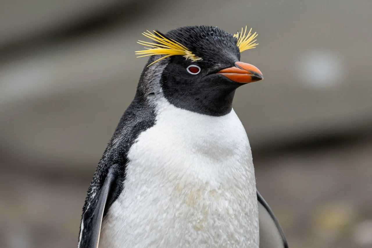Close-up portrait of a rockhopper penguin with bright yellow crest feathers standing against a blurred neutral background