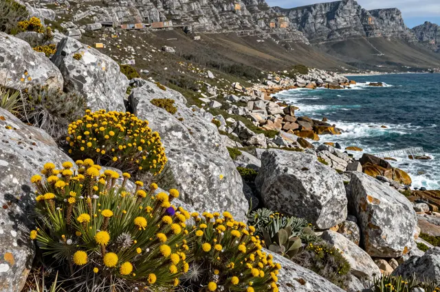 Yellow fynbos flowers grow on boulders along a rugged South African coastline with crashing turquoise ocean and distant