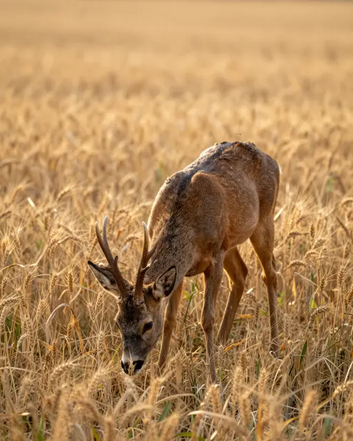 A roe deer buck with short antlers grazes in a sunlit golden wheat field