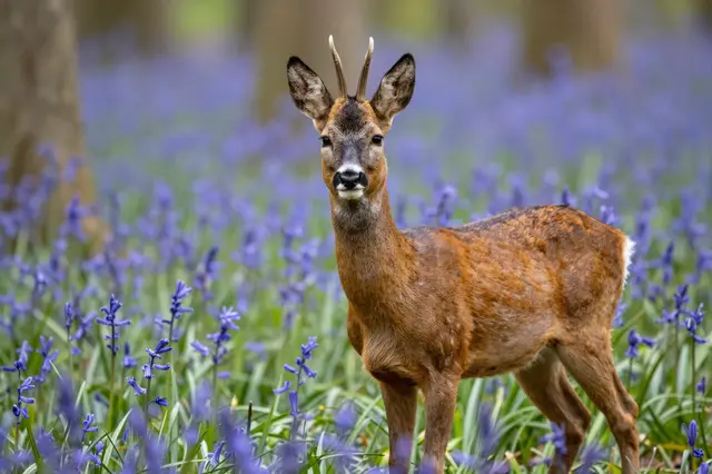 A roe deer buck stands facing the camera among purple bluebells in a spring woodland.
