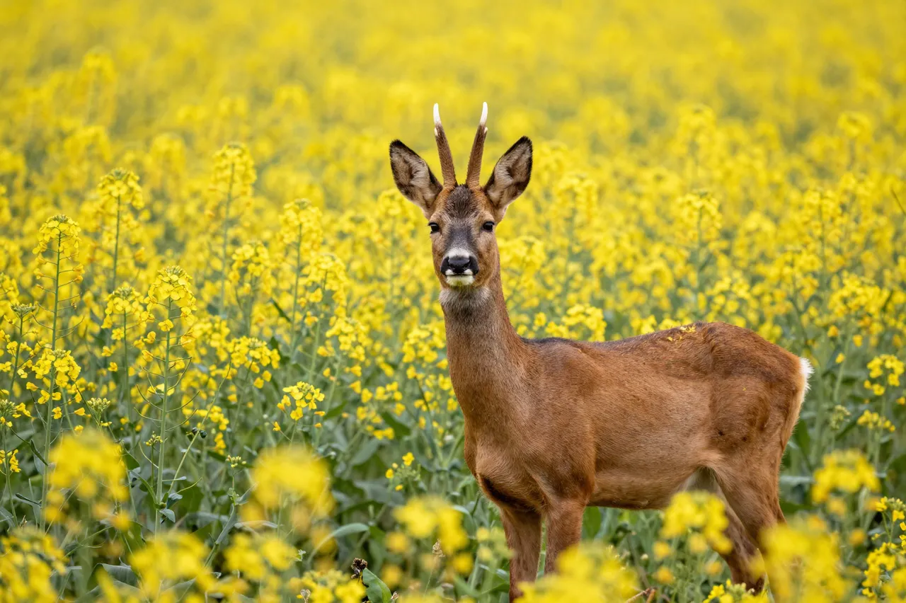 A roe deer stands facing the camera in a vibrant field of blooming yellow rapeseed flowers.