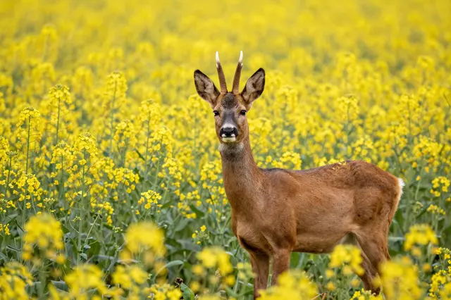 A roe deer stands facing the camera in a vibrant field of blooming yellow rapeseed flowers.