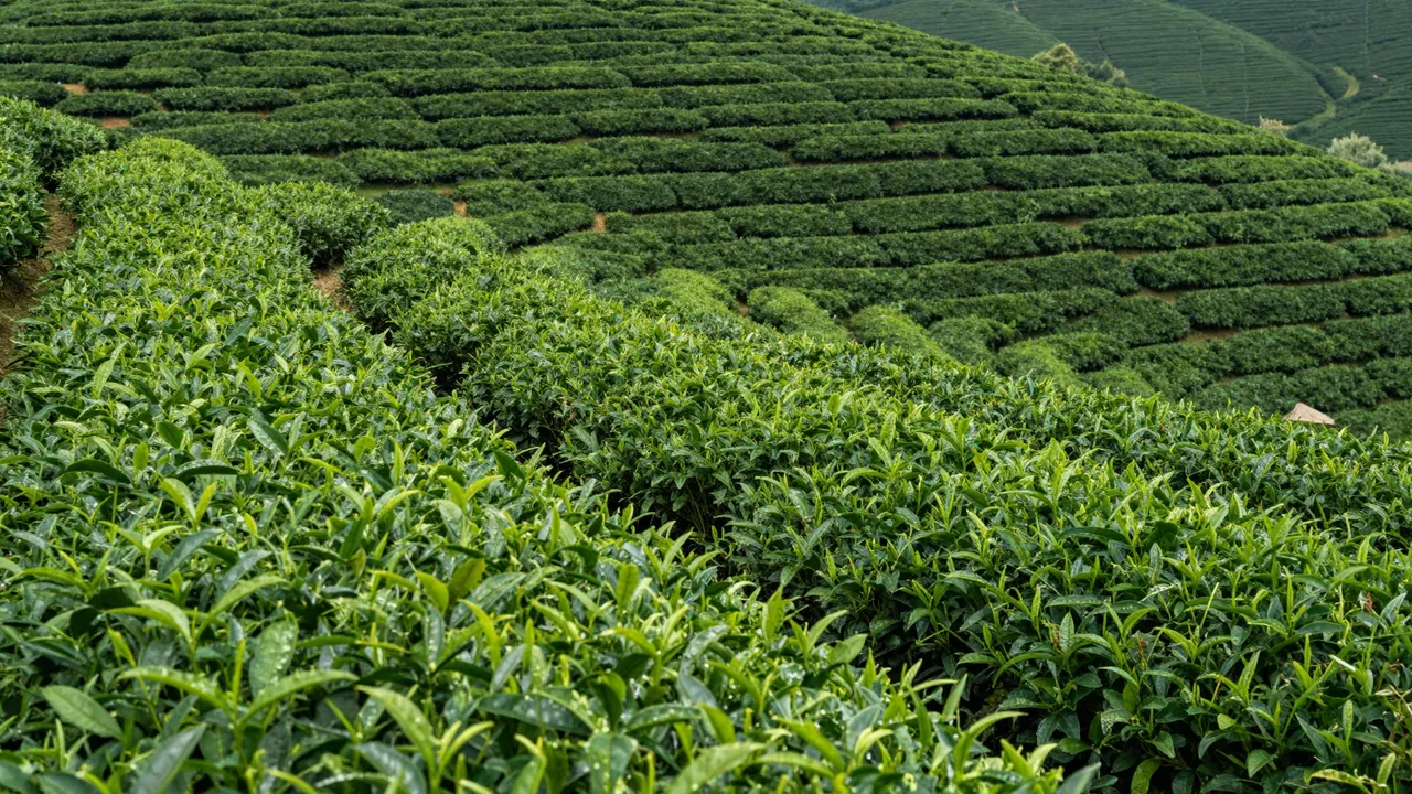 Rows of lush green tea plants stretch across undulating rolling hills under even natural light