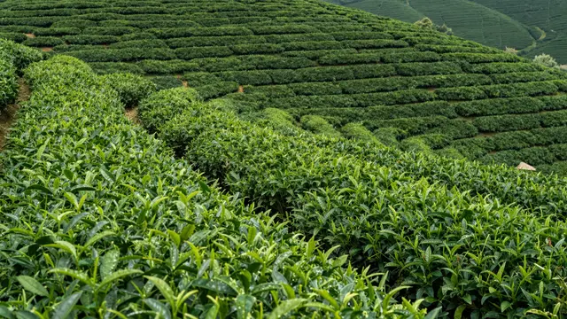 Rows of lush green tea plants stretch across undulating rolling hills under even natural light