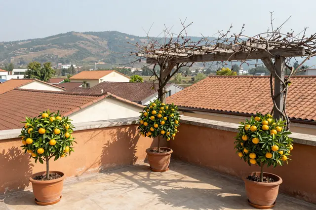 Sunlit rooftop terrace with potted mandarin trees, bare vine pergola, and distant clay roof hills.