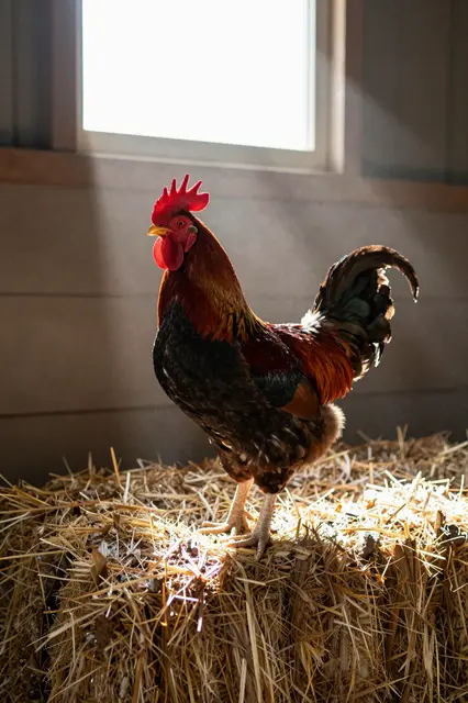 A colorful rooster stands on hay bales illuminated by a sunbeam from a high barn window