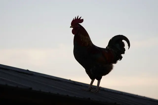 A rooster stands silhouetted on a barn roof against a soft pale dawn sky