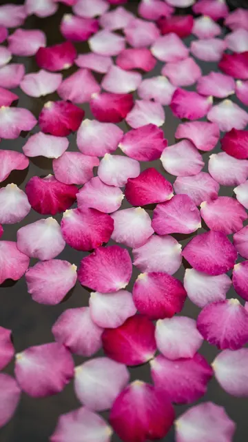 Gradient pink and white rose petals float scattered across the surface of dark still water.