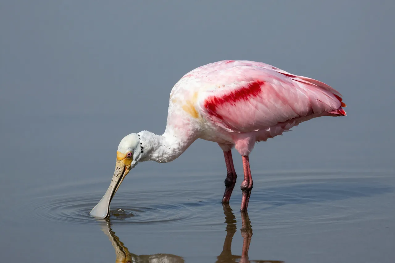 A roseate spoonbill dips its distinctive spatulate beak into calm shallow gray water while foraging.