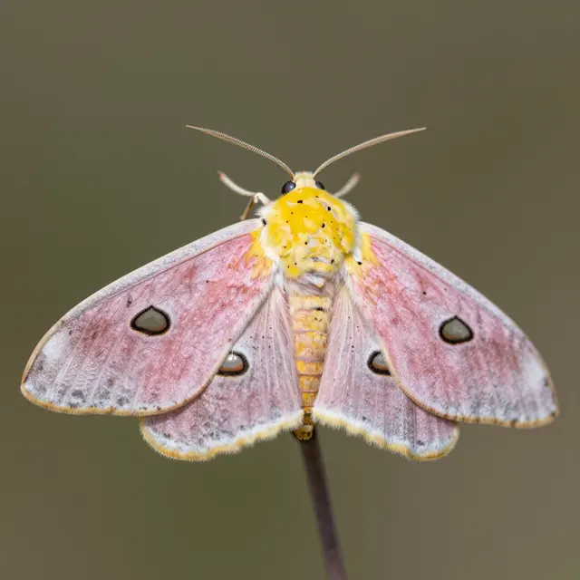 A pink and yellow rosy maple moth perched on a thin stem against a soft blurred background
