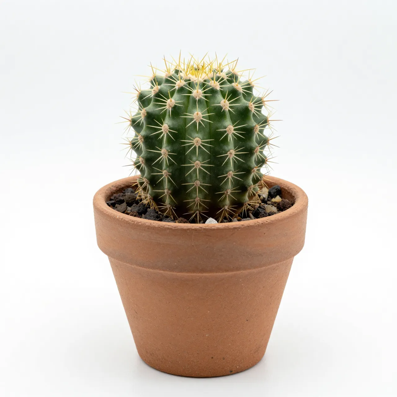Small round spiny cactus planted in a simple terracotta pot on a pure white background