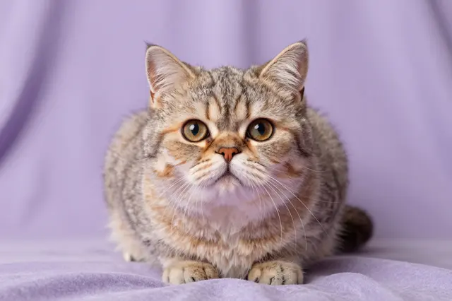 A fluffy round-faced tabby persian kitten sits facing the camera on soft lavender fabric