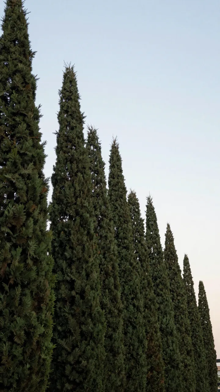 A diagonal row of tall narrow cypress trees rises against a soft pale evening sky with empty copy space above