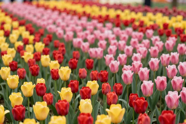 Neat parallel rows of red, yellow, and pink tulips grow in a vibrant flowering field.